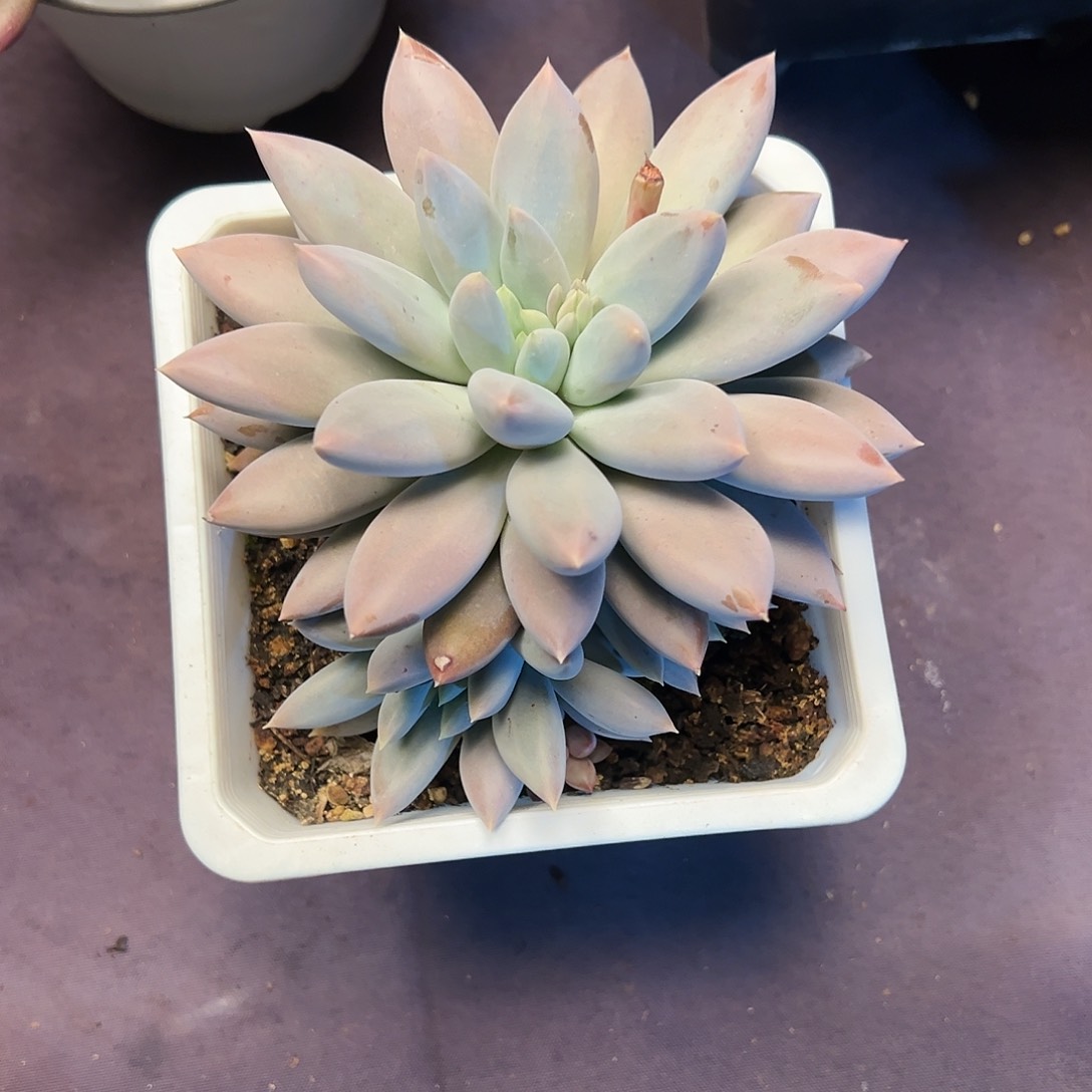 【闪购商品】哥特福利