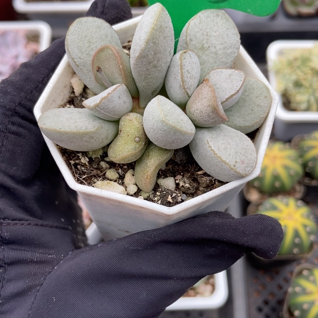 2053绿磨砂多肉植物保护