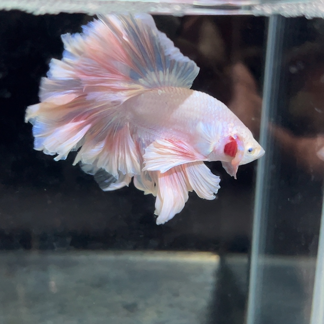 斗鱼13号纯粉色婚纱