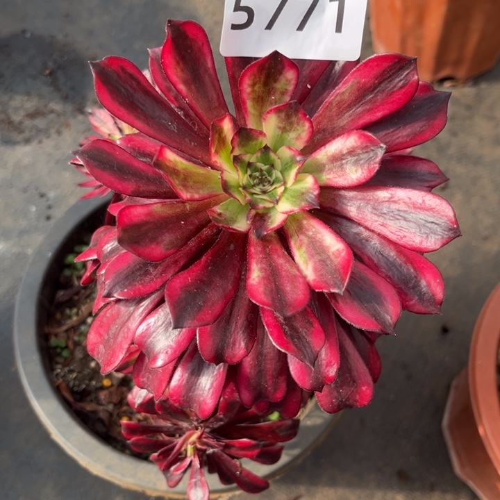 流***云火焰精灵特价多肉不售后