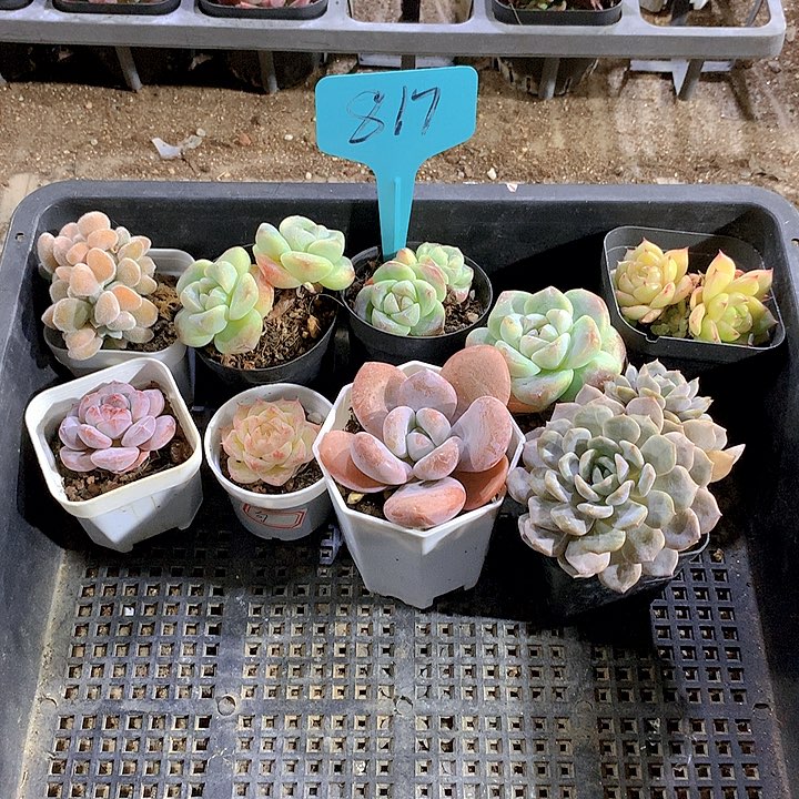 817号多肉植物园艺
