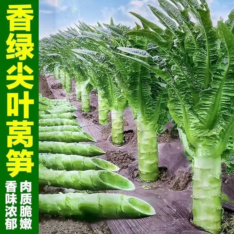【全店满5包包邮】【39】绿皮莴笋种子