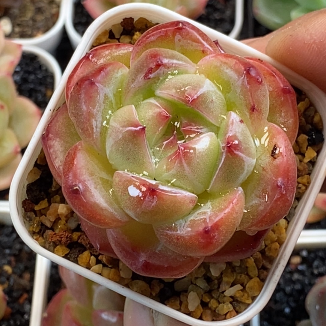 天官赐福百无禁忌