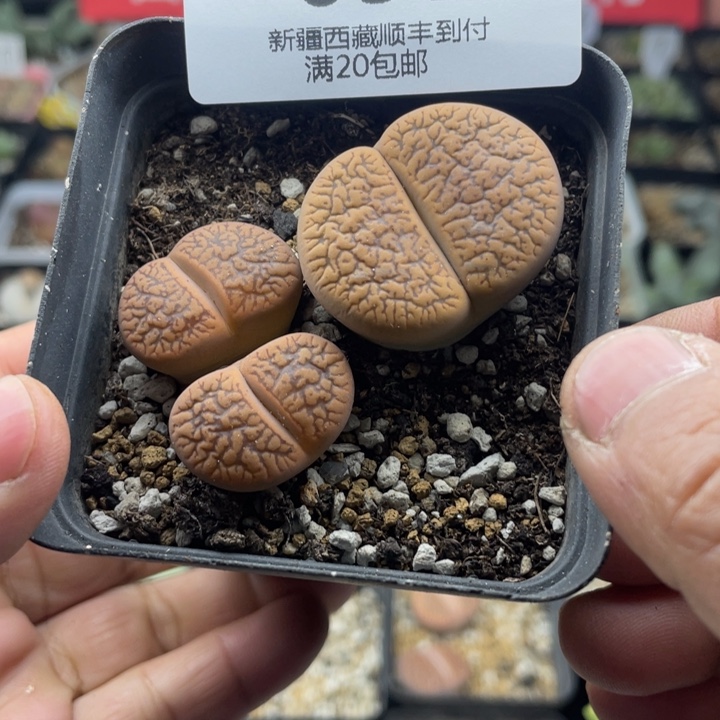 佳人园艺老周多肉上福利啦一箭之遥053