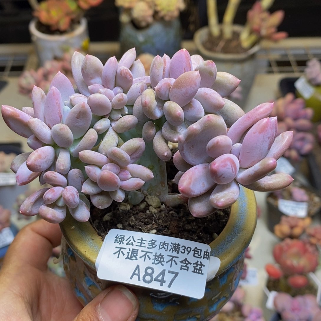 847屁桃奶酪缀多肉7c m