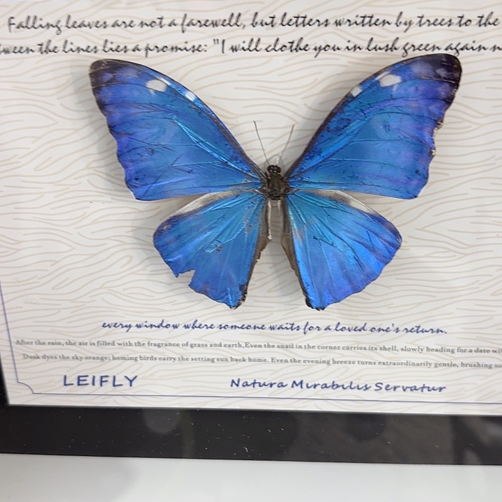 K***i蝴蝶标本定制196@