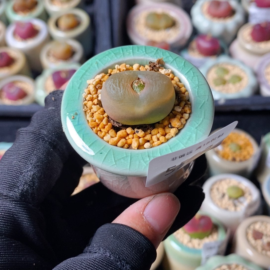 5563--一物一拍 带盆