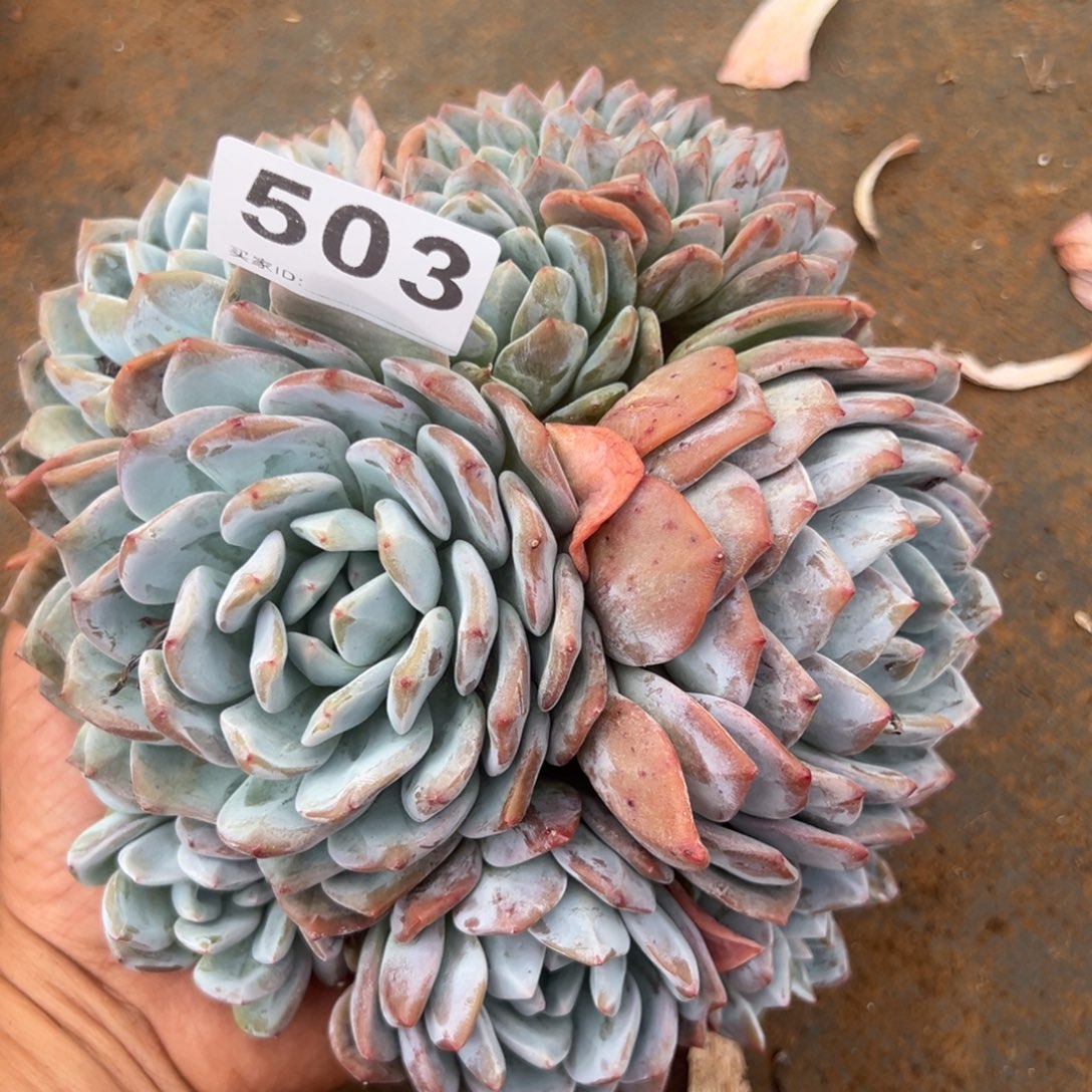 503橙梦露橙梦露橙梦露