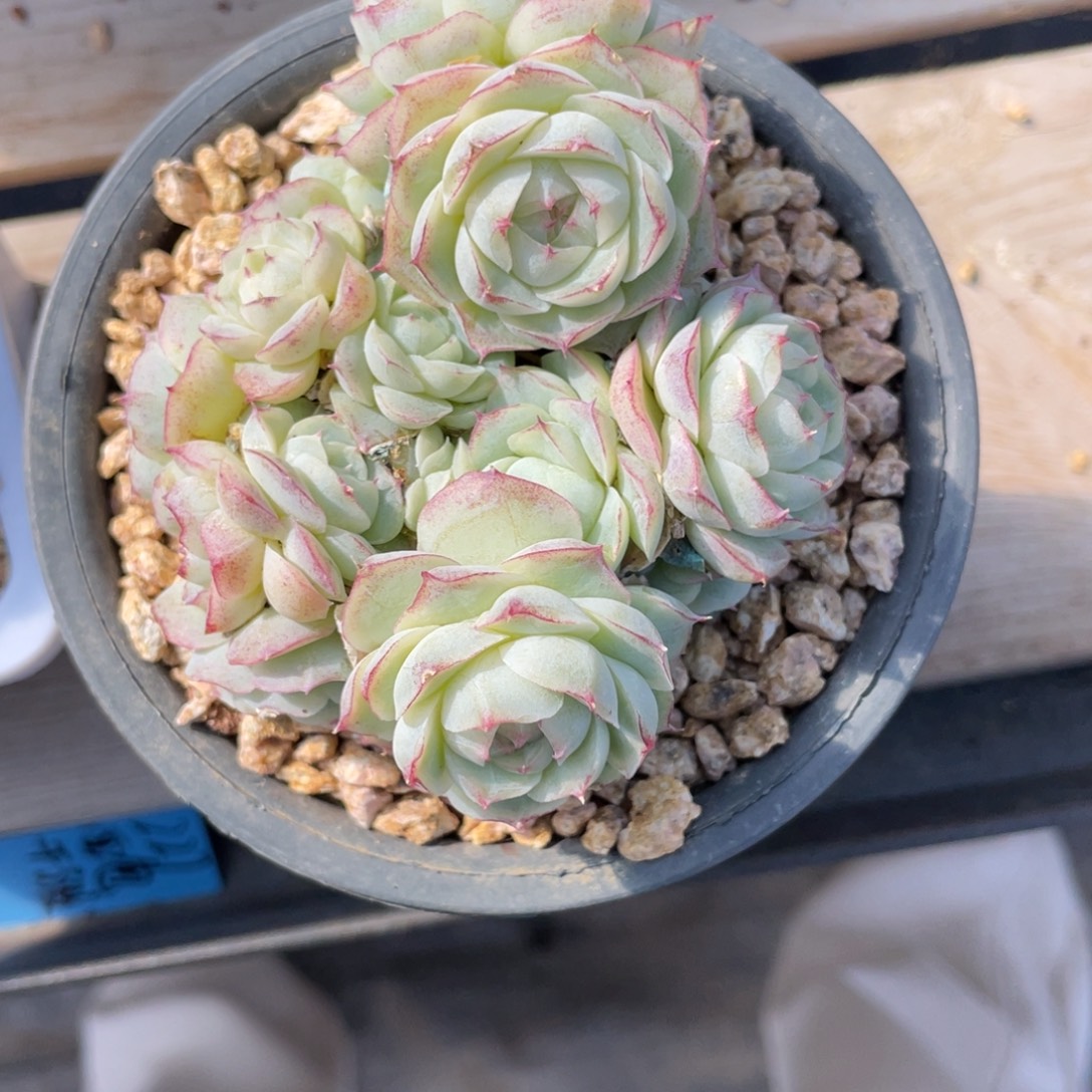 优选白底蕾丝边女王1922