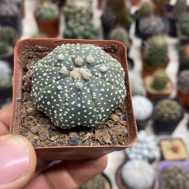 实生海星兜特价福利孤品