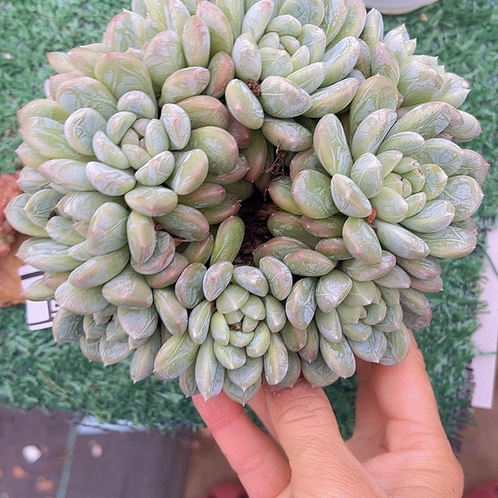 百达翡翠朵朵25105多肉植物