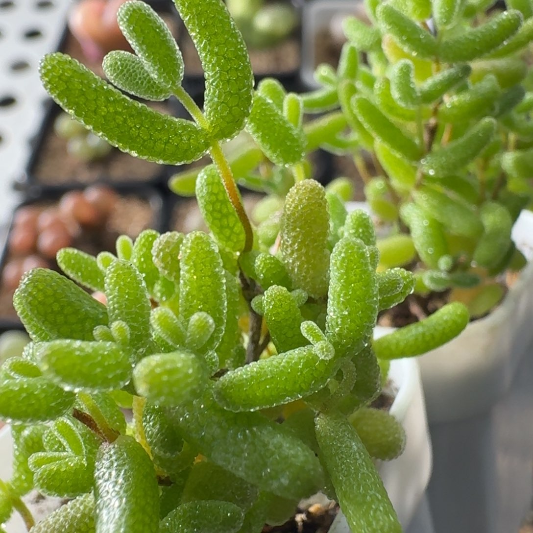 2颗的价格开播福利3737