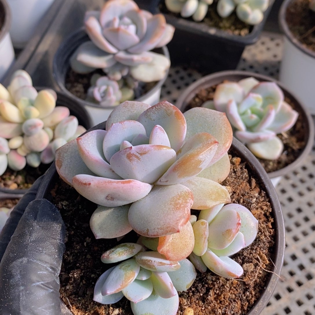 奶茶群4头1111111