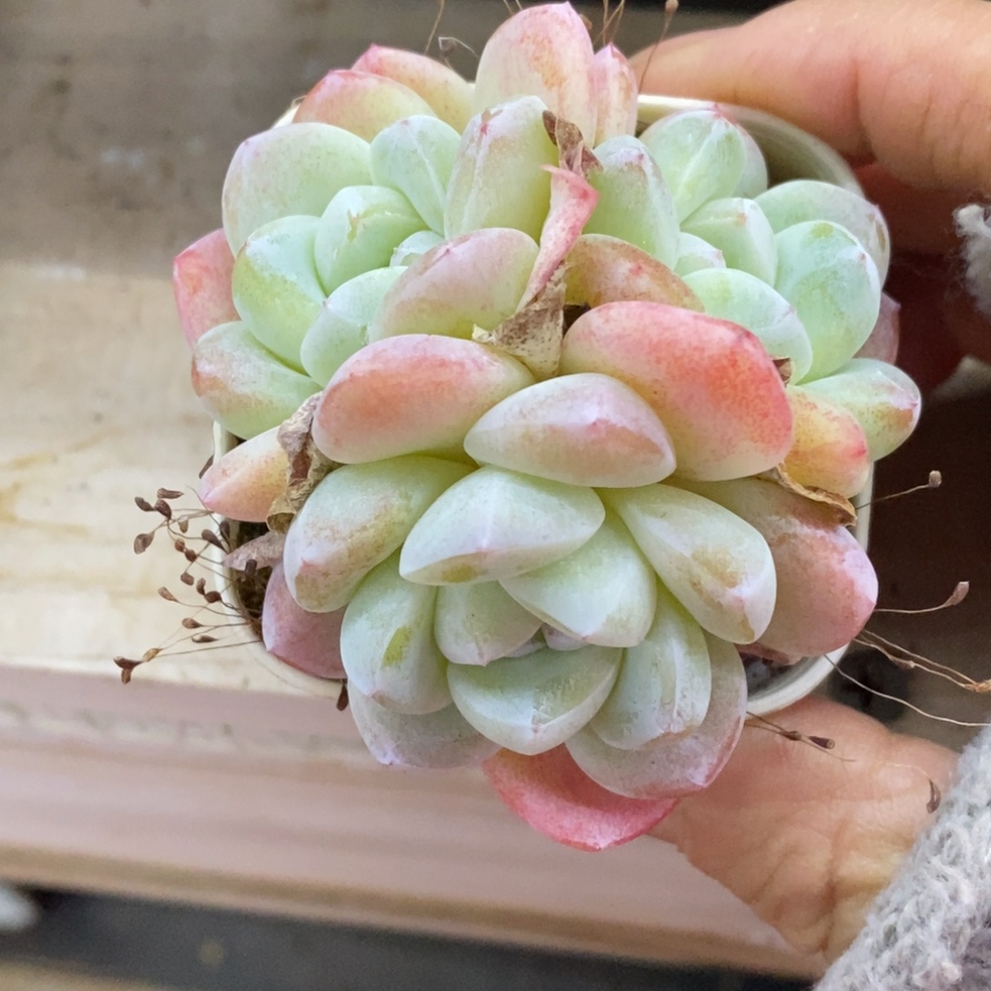 精品多肉一物一拍不包整204