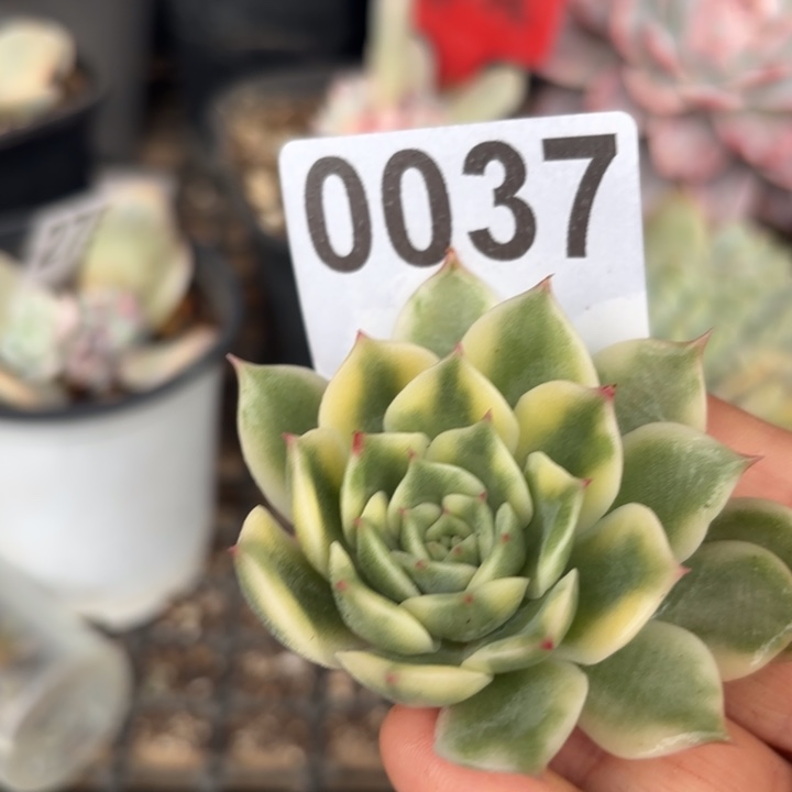 头盖锦无根多肉植物满18包邮当场凑单