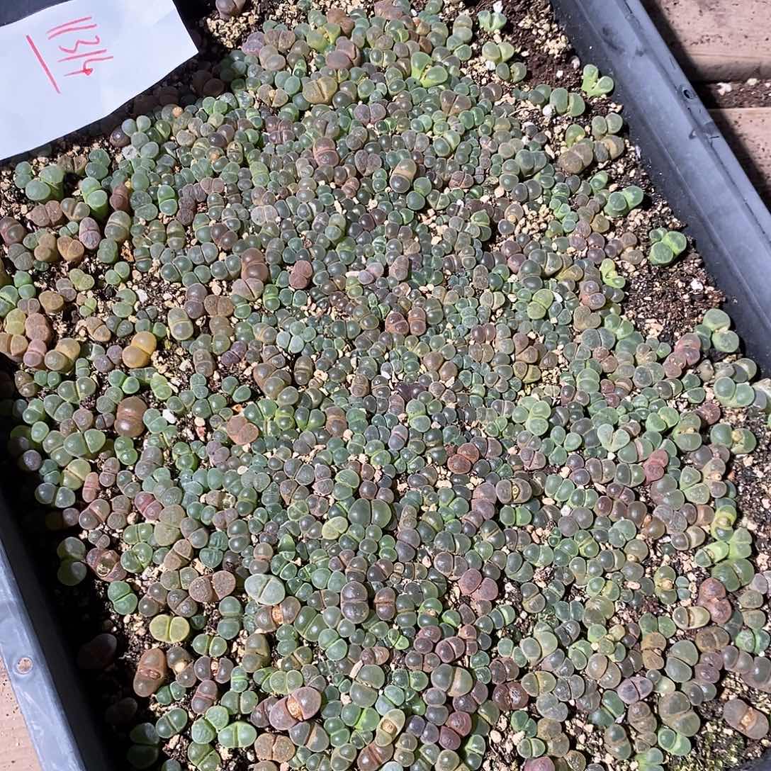 11314。  两筐编号混风铃。  