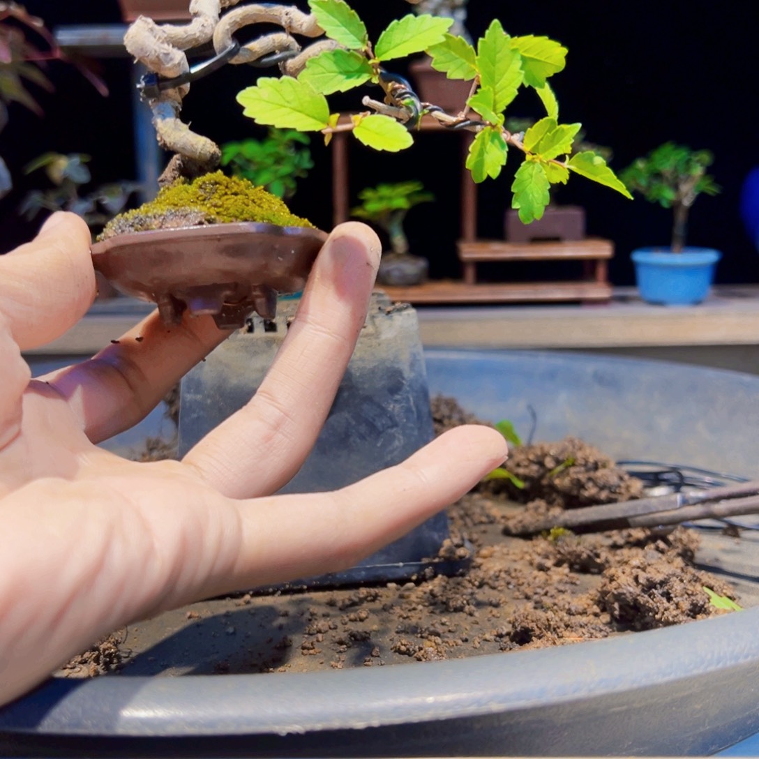 絮***飞无花朵盆景1111111111