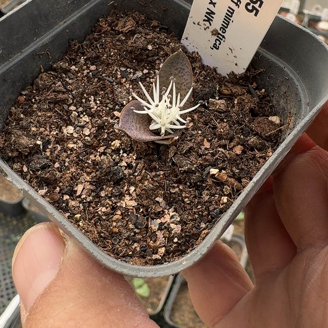 瑾***奶油镜子一个带盆