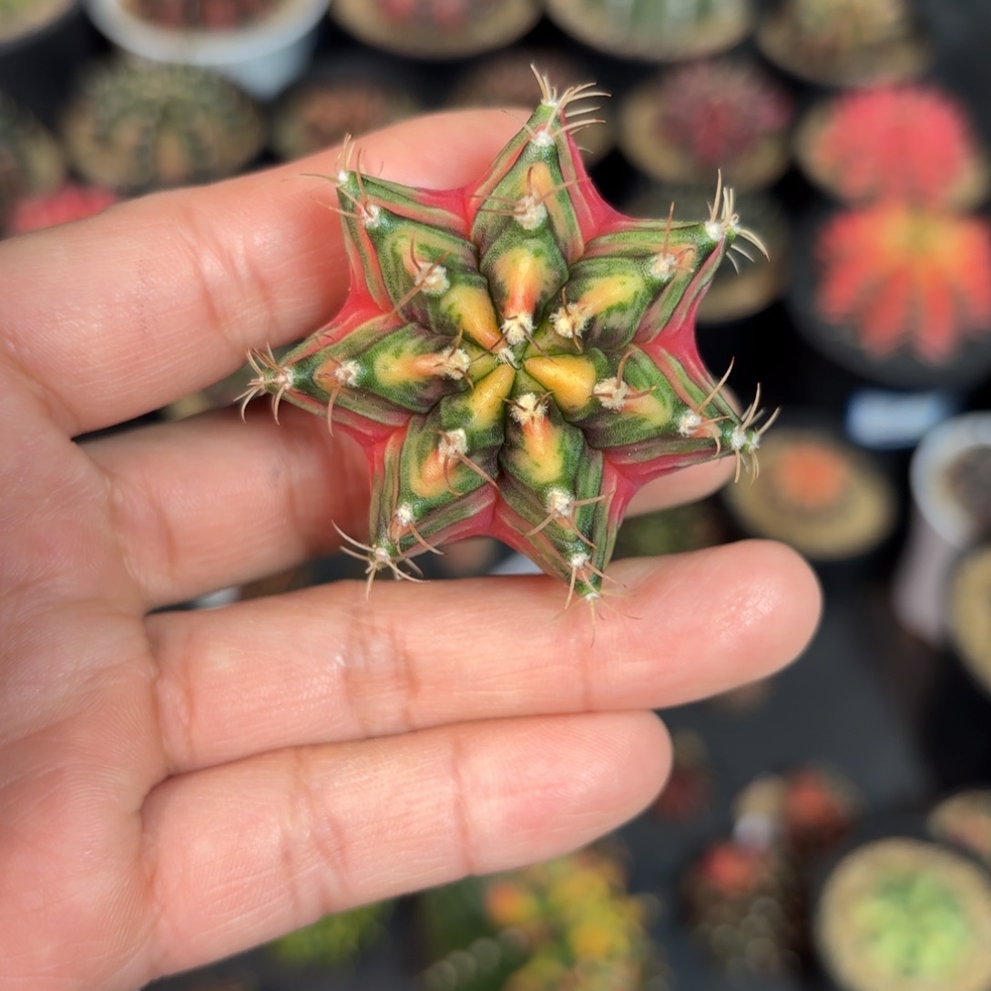 泰系实生米哈仙人球37号