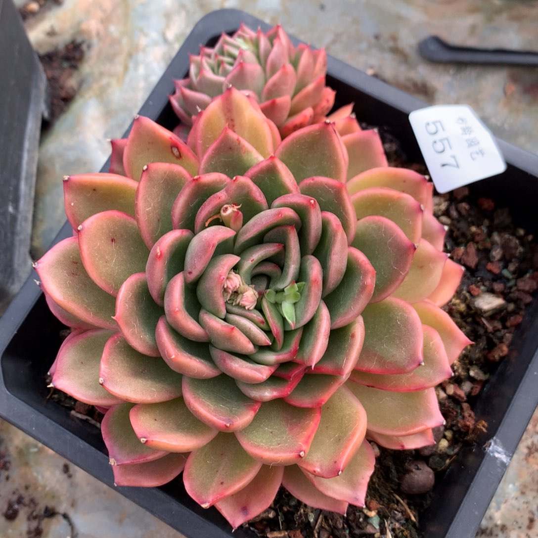 557新年快乐发发发