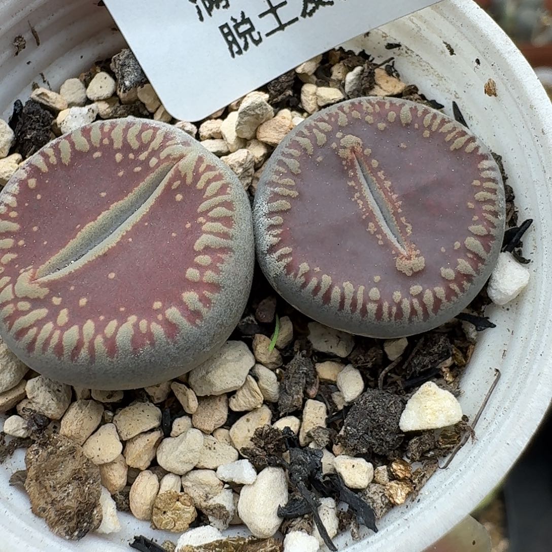 790多肉哈哈哈哈哈哈哈哈