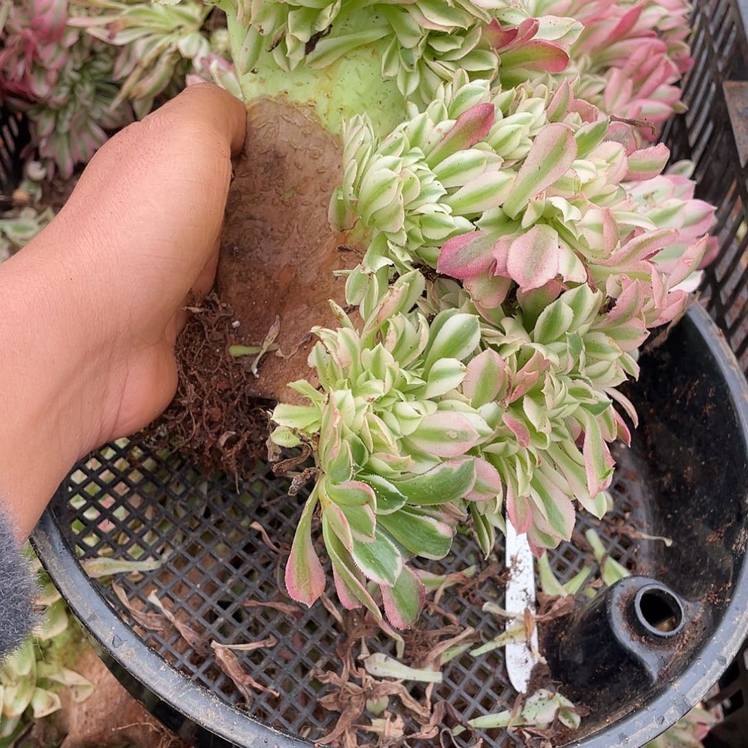 白水晶缀化法师植物