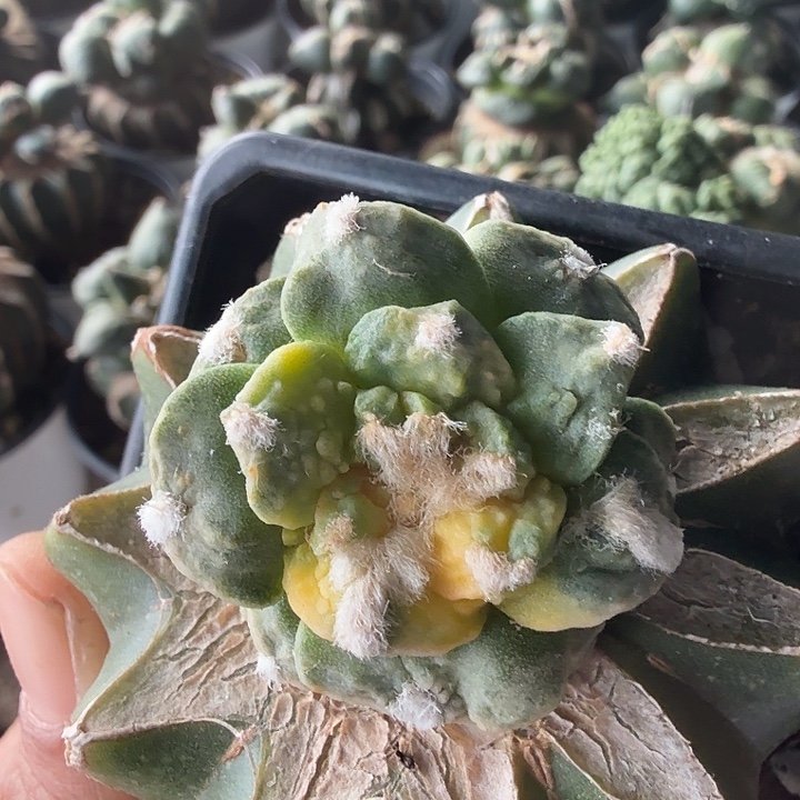 无花朵045花锦哥怒牡丹