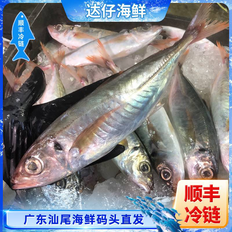 广东野生照灯红尾池鱼，红尾巴浪鱼