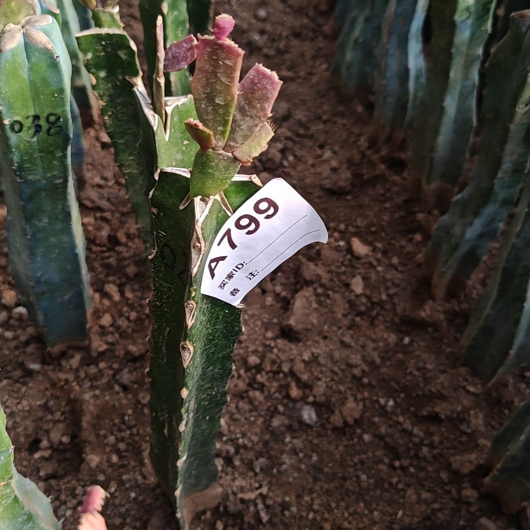 028橙红重瓣脱土易掉苞芽799