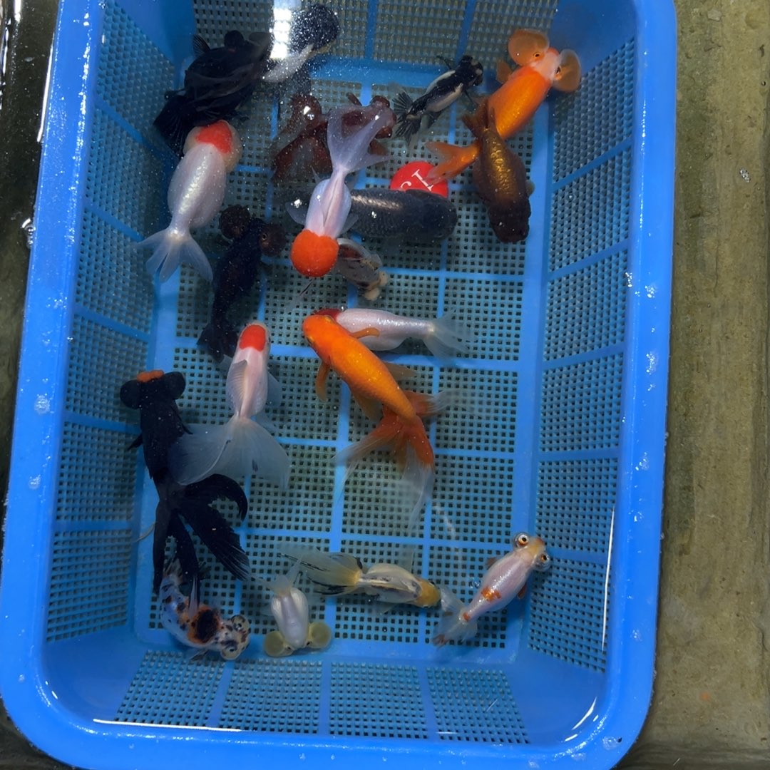 公***翰金鱼白水泡1条。 13号