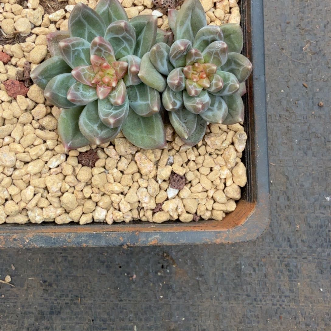 若***宁无花朵肉肉肉肉肉肉肉肉肉