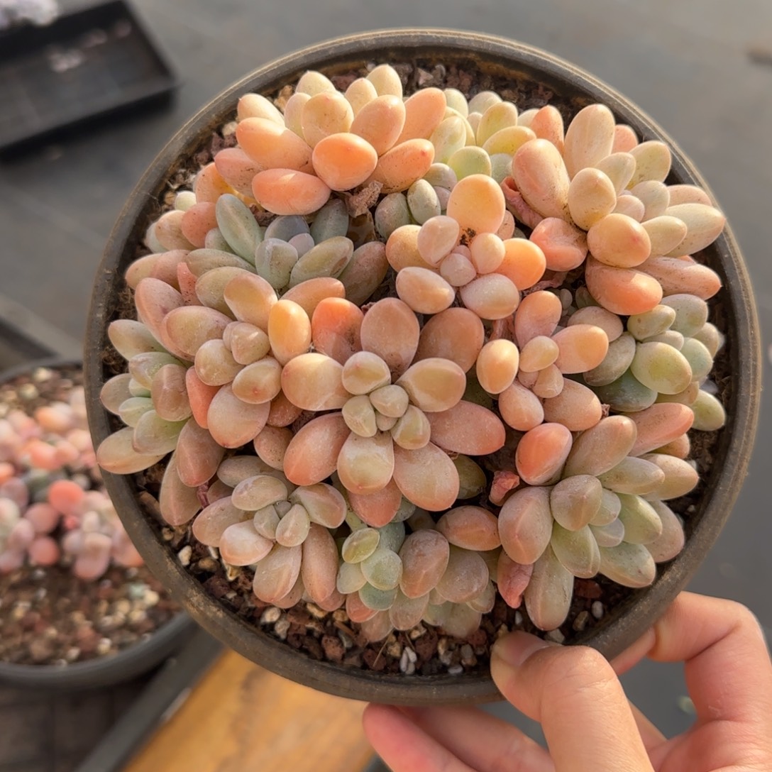 多肉植物一物一拍