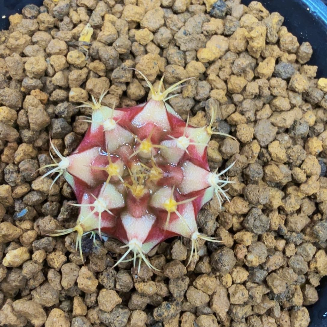 当前无花朵，栽培后可花朵