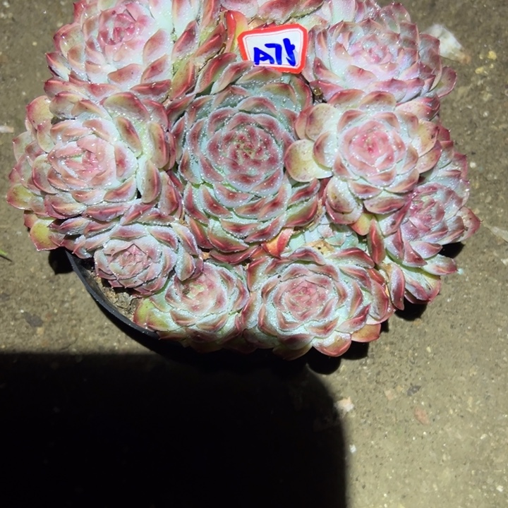 特***猫精品多肉植物老桩