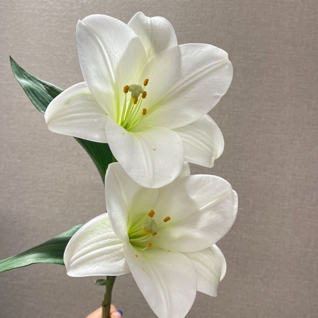 白铁炮   家庭水养鲜切花东北鲜花基地直发顺丰包邮