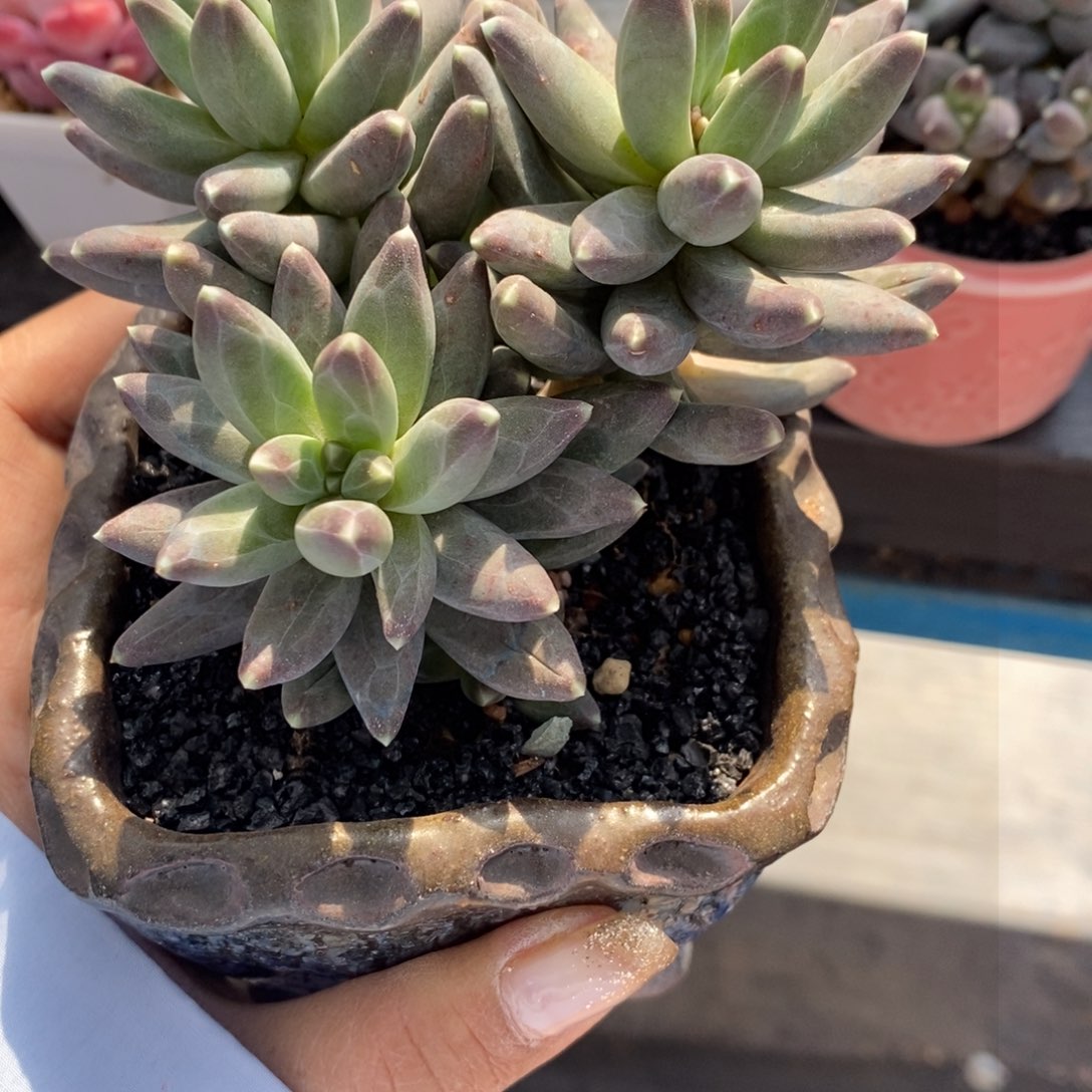 劼*多肉植物盆栽多肉