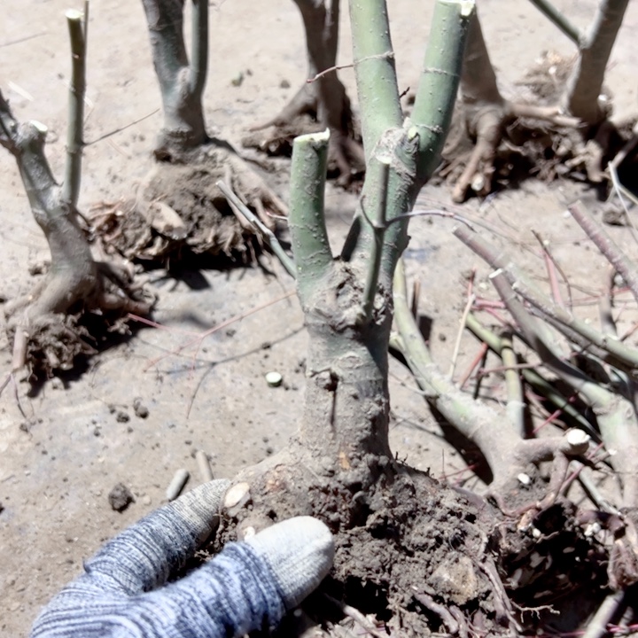 李***光无花朵枫树……枫树