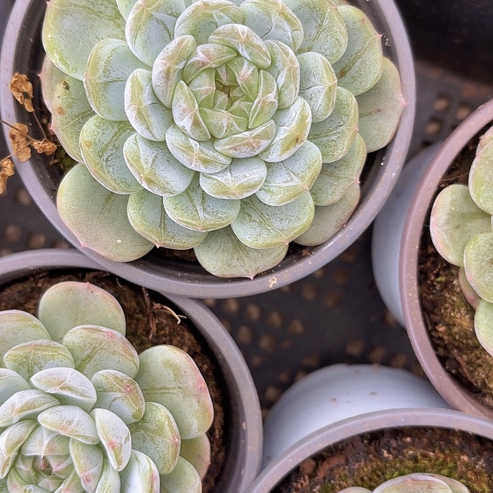 红恋两颗（拍满18包邮）