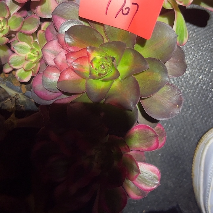 魅锦花脸多肉植物保护1707