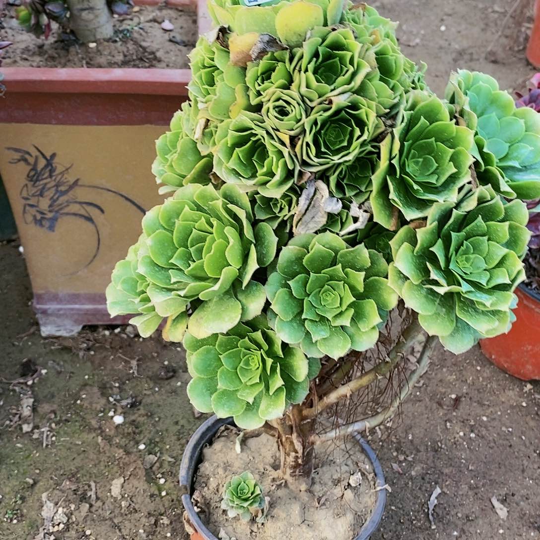 368 号20包邮不包断枝