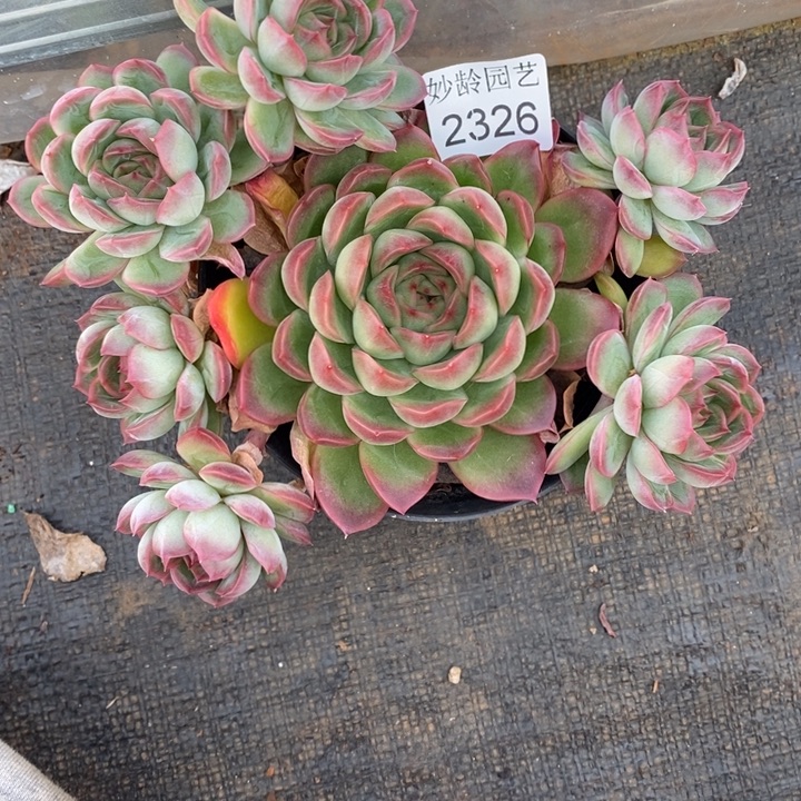 林***D2326不包整散～16厘米