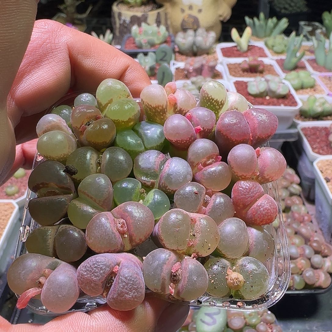 呜***呼开播啦。            196