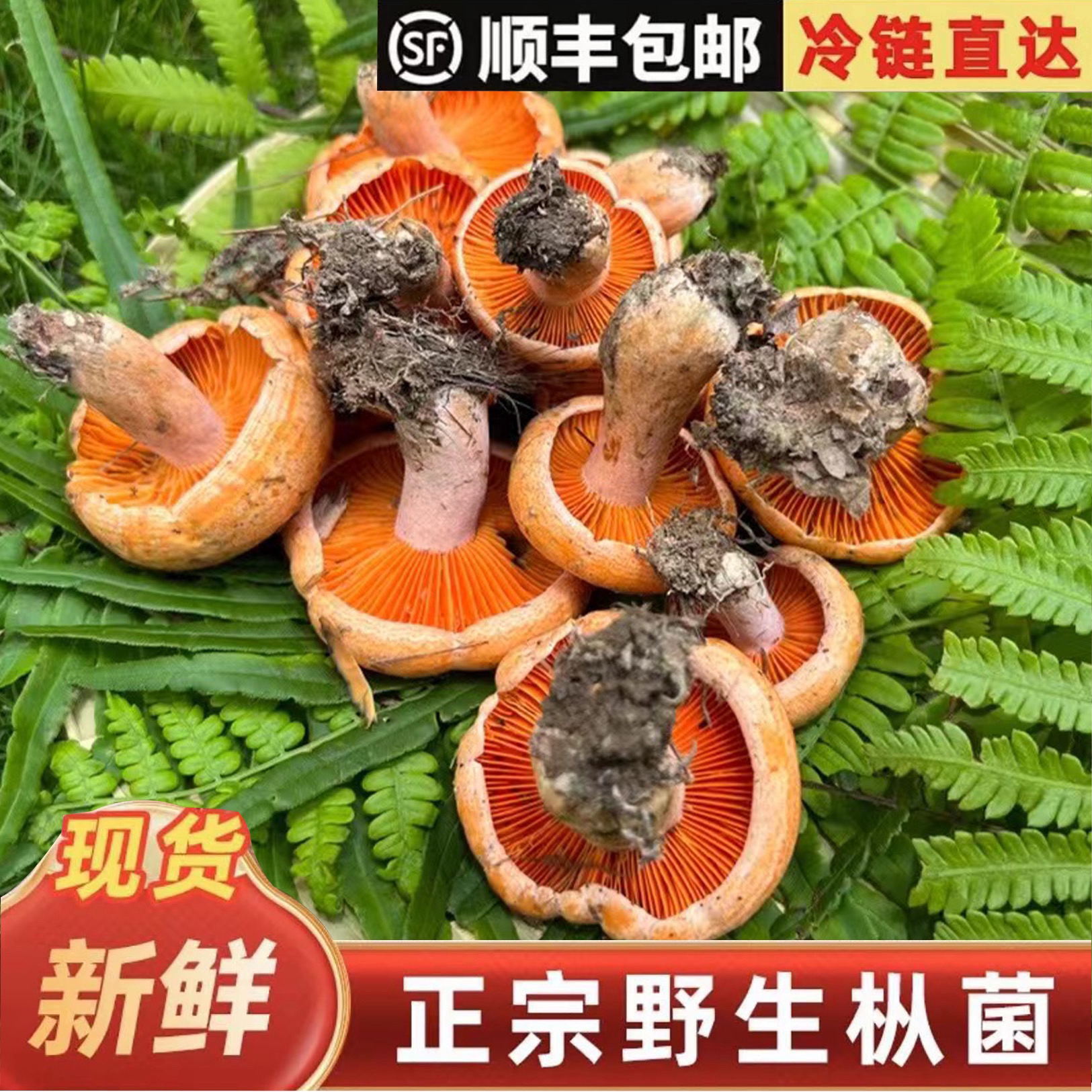 精品不开伞/介意变色、菌虫勿拍/顺丰包邮/新鲜野生枞树菌松菌