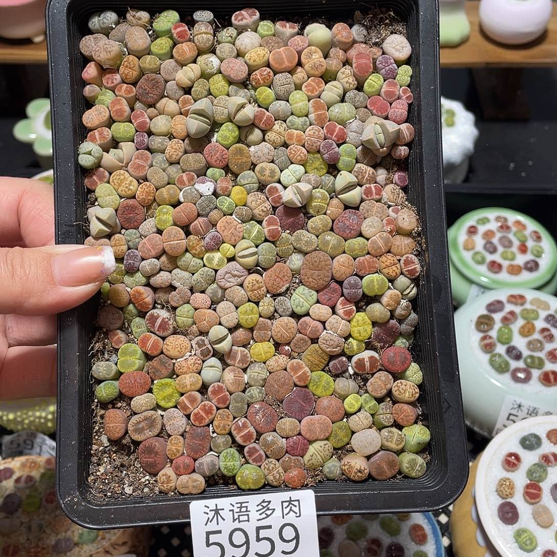 带盆土植物 一物一拍5959