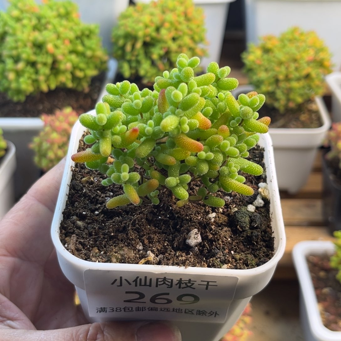 269枝干番杏金桔