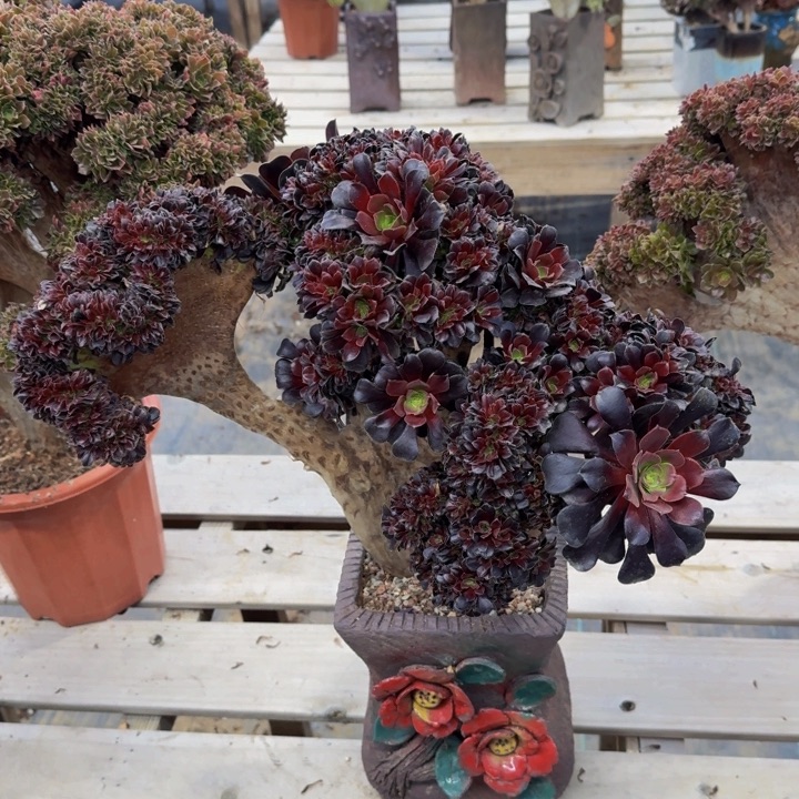 欧紫法师微微瑕疵069