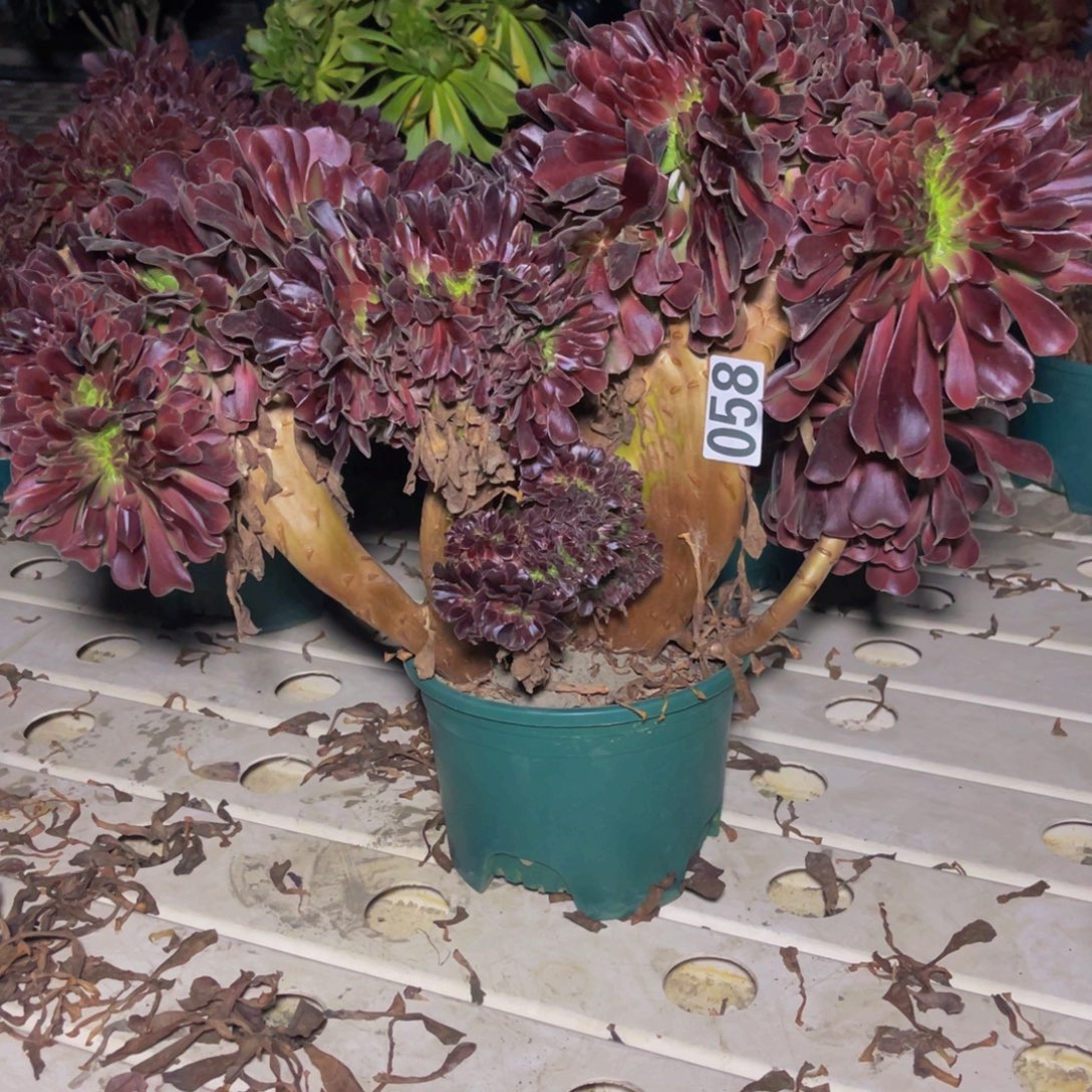 欧紫法师7///////33包邮偏远除外