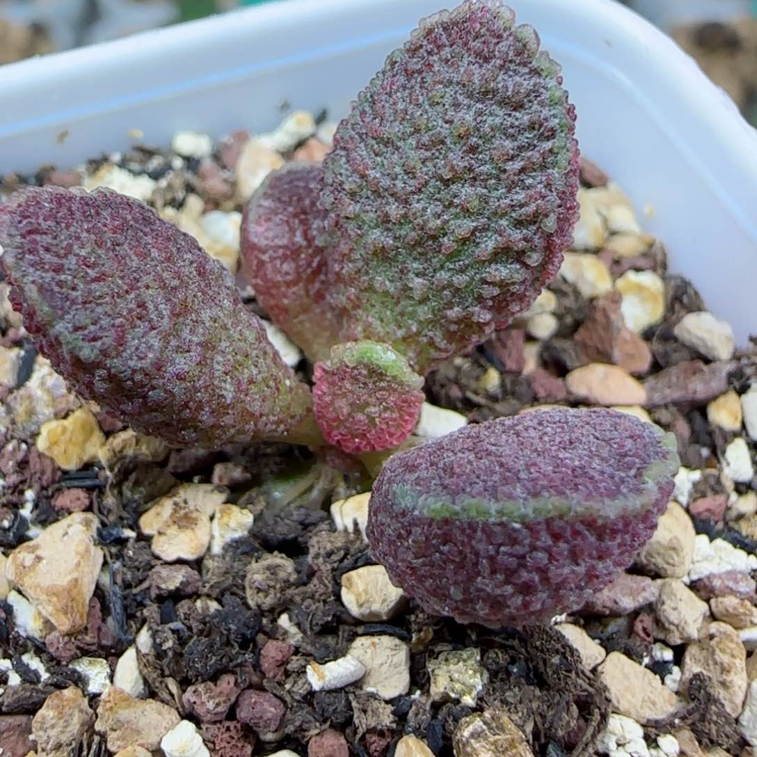 实生两年苗10号，带盆发