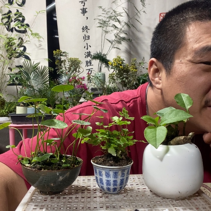 以实际为准盆景盆栽绿植122