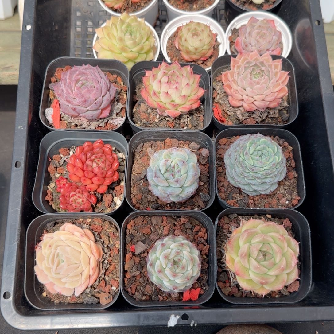 框拍框拍0205-114